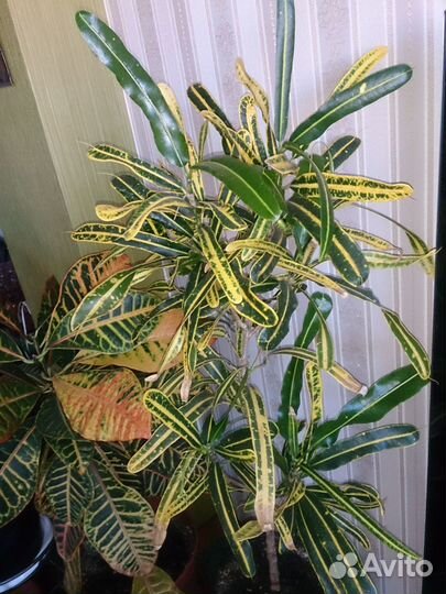 Кротоны Петра Голд стар Кодиеум