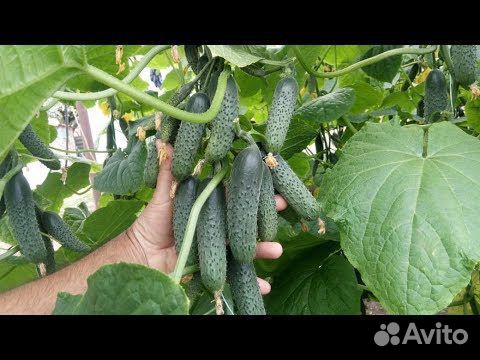 Высокоурожайный гибрид огурца Бэрд F1 Испания