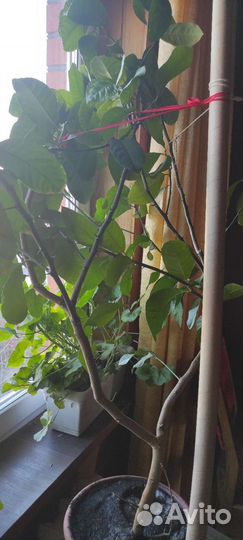 Лимонное дерево, лимон