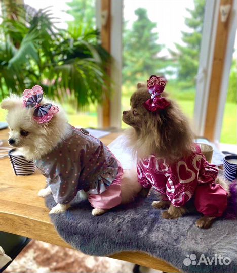 Одежда для собак