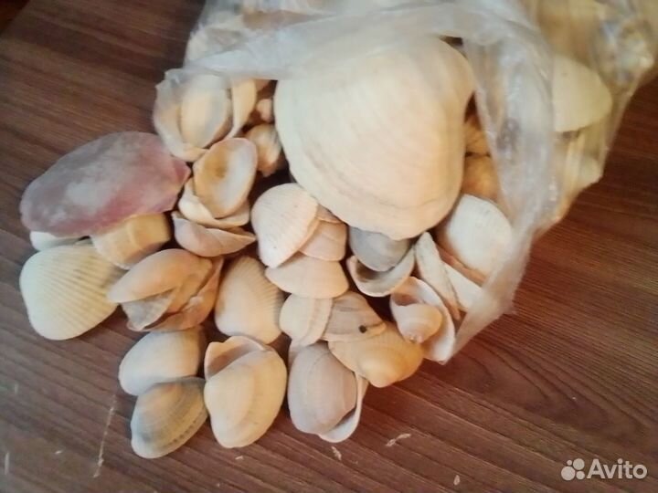 Ракушки для аквариума