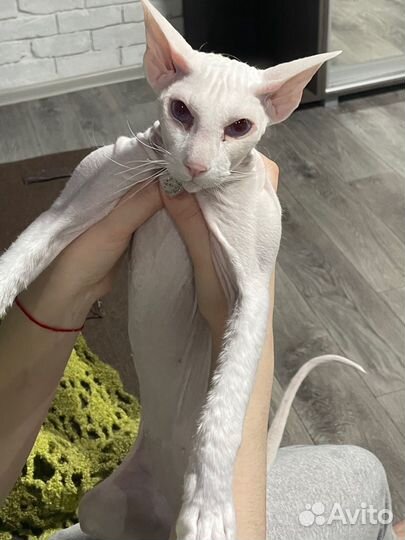 Сфинкс Петерболд,вязка