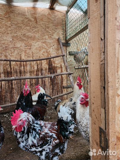 Петухи породы Ливенская ситцевая и Юрловская голос