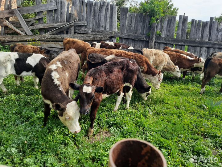 Бычки телочки
