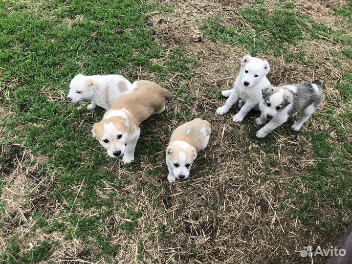 Щенки алабая