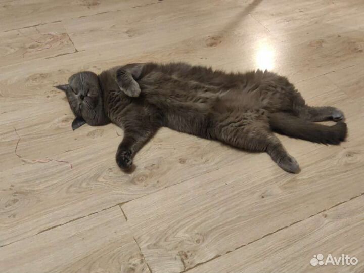 Кот на вязку