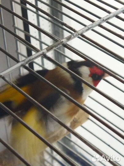 Певчие птицы щегол