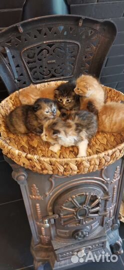 Котята курильский бобтейл
