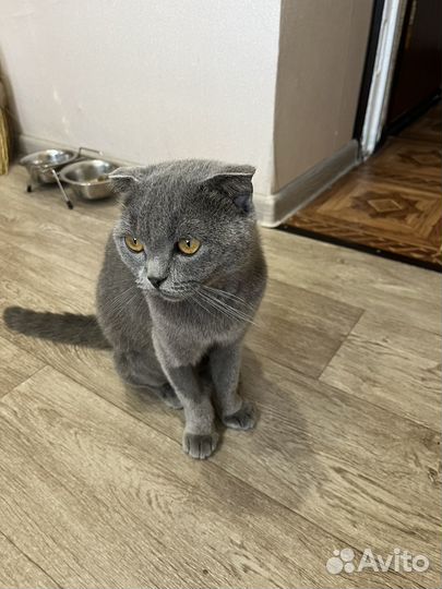 Вислоухая кошка бесплатно