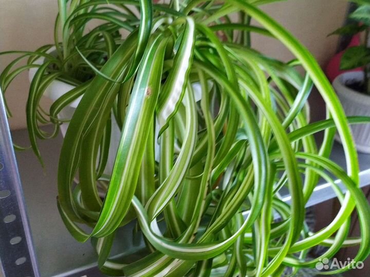 Комнатные цветы