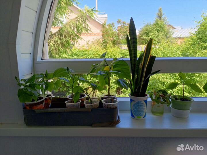 Комнатные цветы