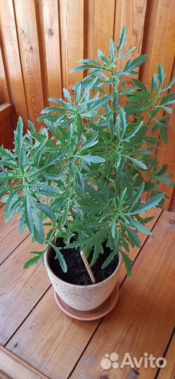 Каланхоэ лациниата(оленьи рожки)