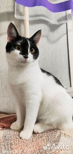 Кошка в добрые руки