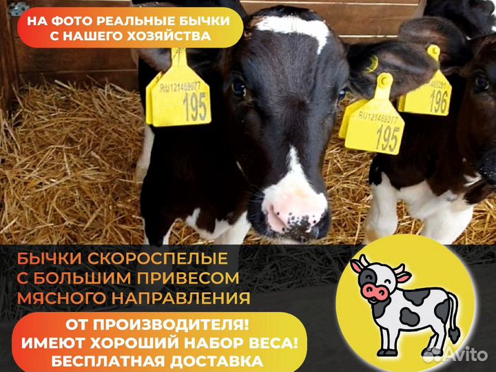 Телята Бычки на откорм