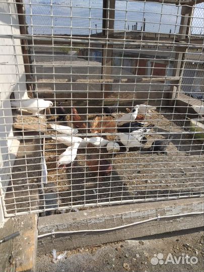 Продажа николаевских голубей