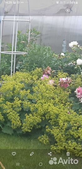 Растения для Вашего ландшафтного дизайна