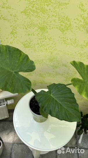 Алоказия крупнокорневищная