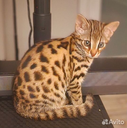 Алк ф1 f1 азиатский леопардовый кот