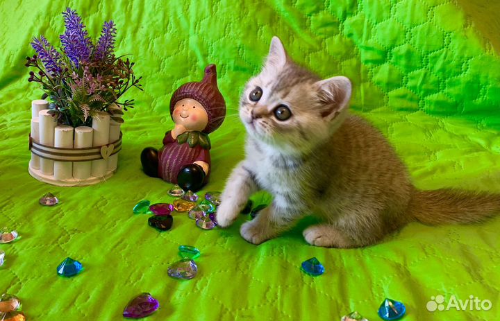 Шотладский котёнок-мальчик чистокровный