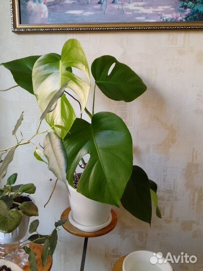 Монстера манки маск