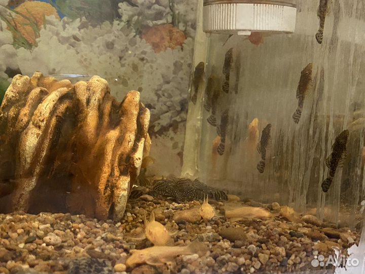 Рыба Анциструс