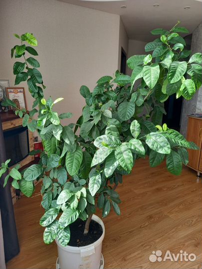 Лимонное дерево домашнее