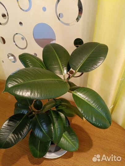 Комнатные цветы