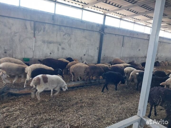 Продаются ягнята и ярочки