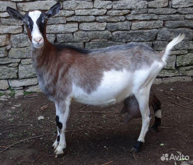 Альпийские козы