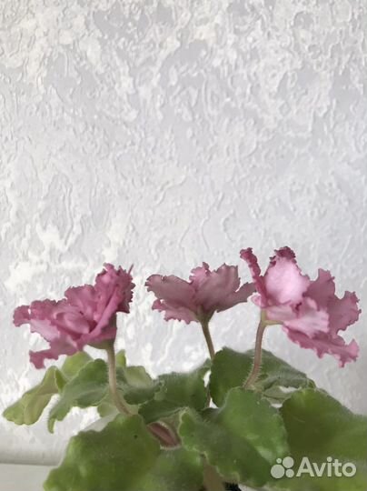 Фиалка сортовая