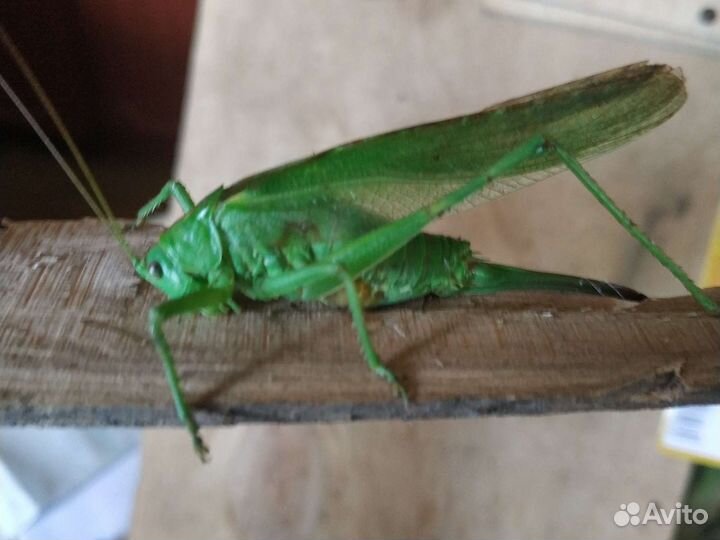 Кузнечик большой неживой
