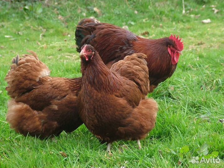 Несушки с доставкой