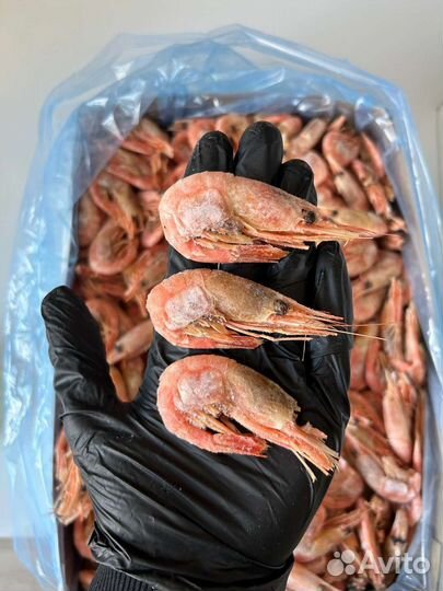 Креветка Северная Крупная Икряная