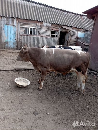 Продажа бычков
