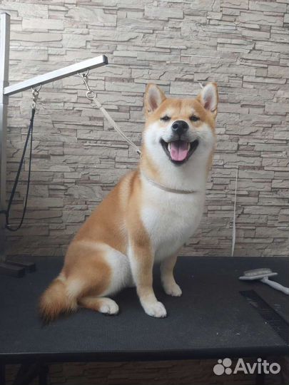 Стрижка собак, экспресс-линька