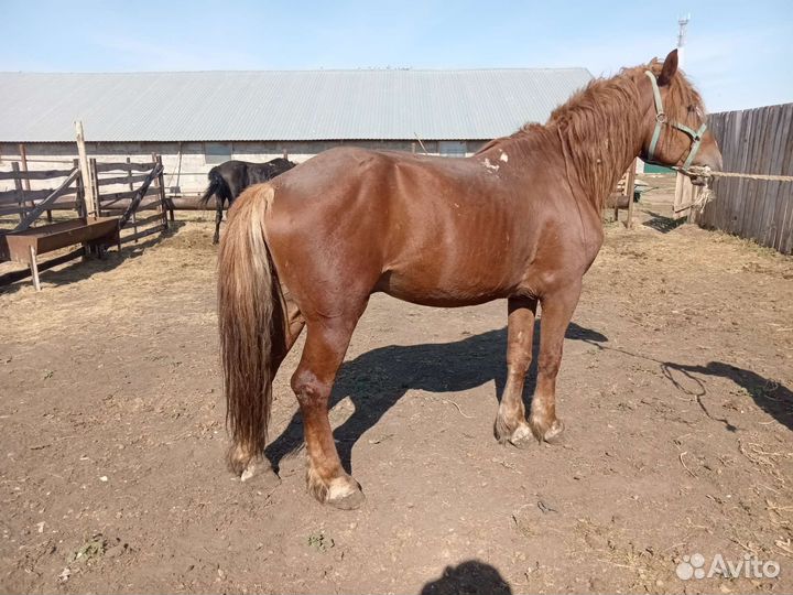Продажа жеребцы