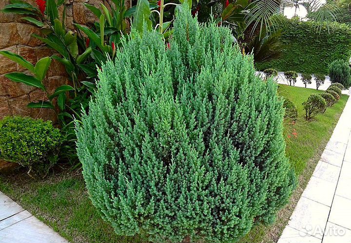 Можжевельник китайский Стрикта