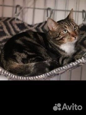 Отдам бесплатно