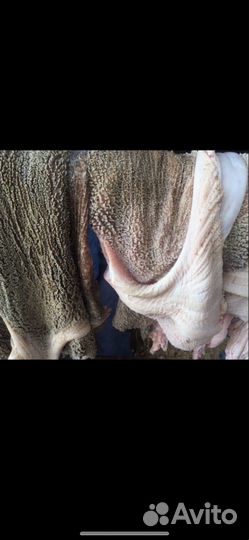 Рубец говяжий мясо головы