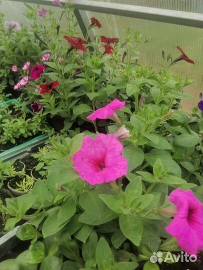 Тайдал, петунии, калебрахоа