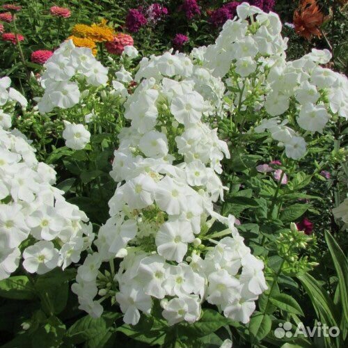 Флокс Белый Адмирал