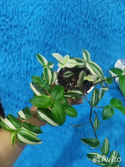 Традесканция