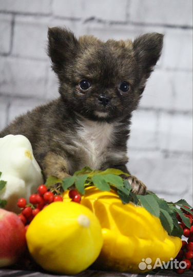 Малыши чихуахуа мини