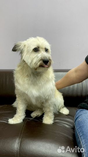 Собака с добрые руки