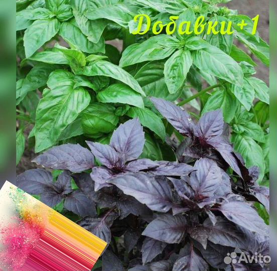 Сушенные травы Базилик