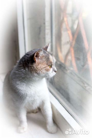 Кошка Умка