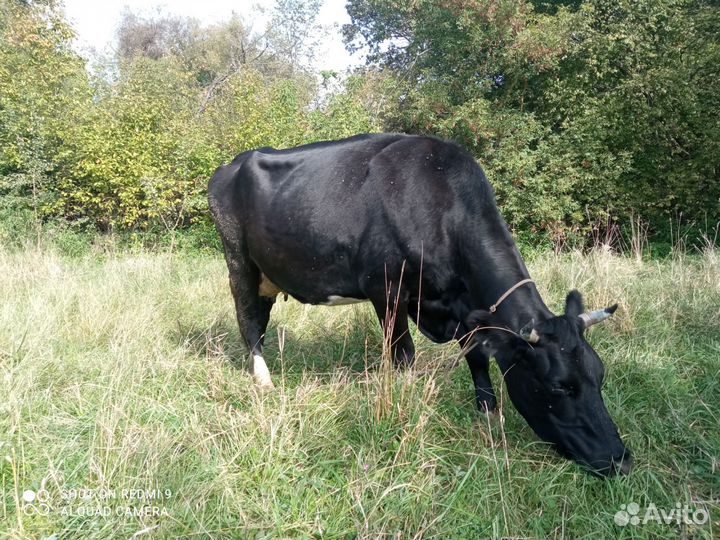 Коровы дойные и теленок