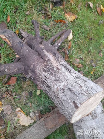 Яблоня срез.с корневищем материал