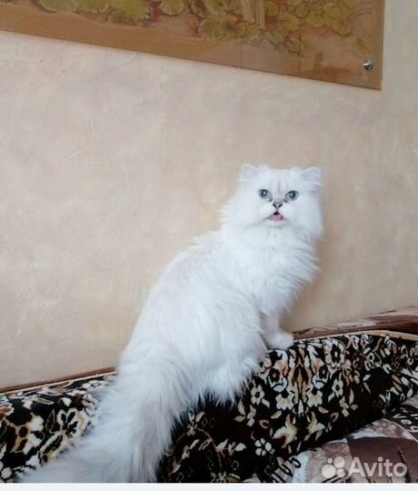 Кот британец в добрые руки