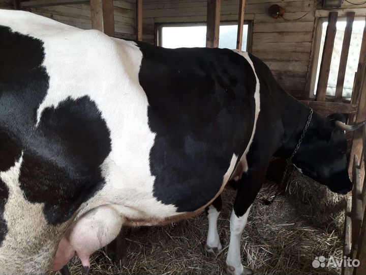 Корова высокоудойная
